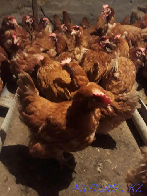 Sell laying hens  - photo 1