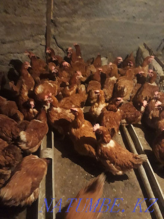 Sell laying hens  - photo 1
