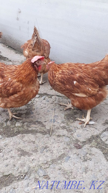 Sell laying hens  - photo 4