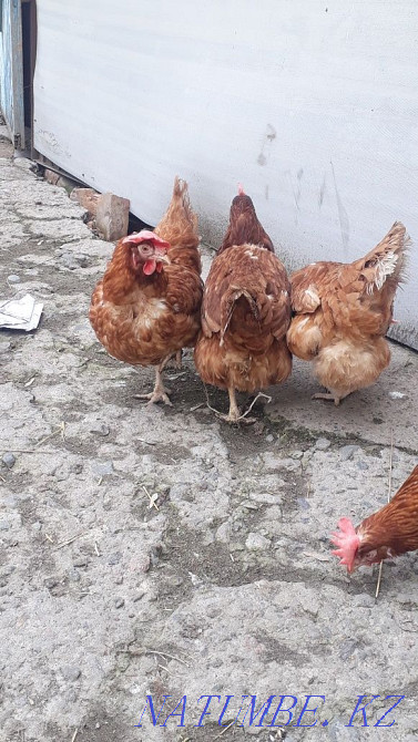 Sell laying hens  - photo 1