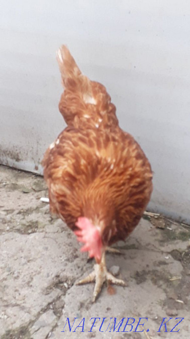 Sell laying hens  - photo 3