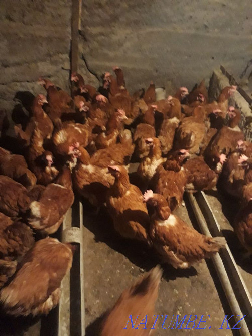 Selling laying hens  - photo 2