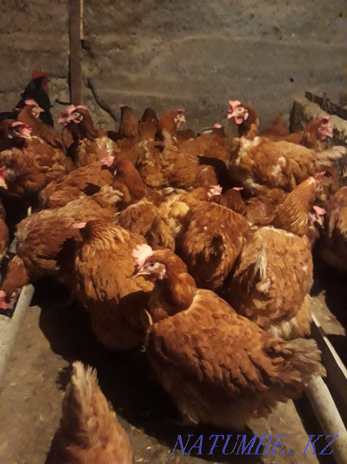 Selling laying hens  - photo 1