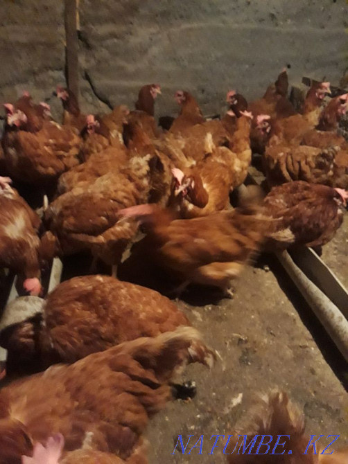 Selling laying hens  - photo 4