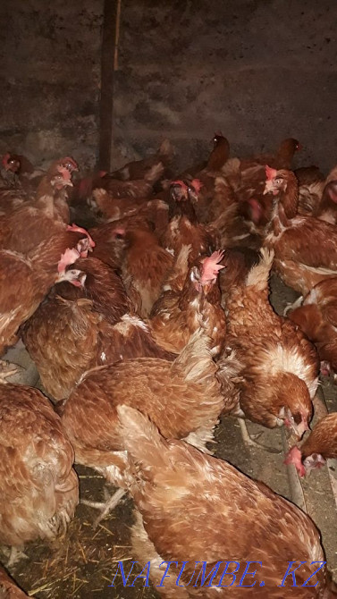 Selling young chickens  - photo 4