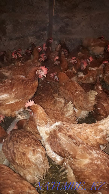 Selling young chickens  - photo 3