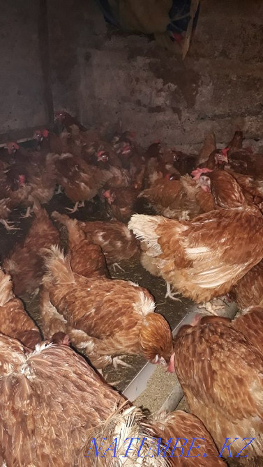 Selling young chickens  - photo 2