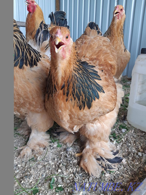 Brama fawn rooster hens  - photo 2