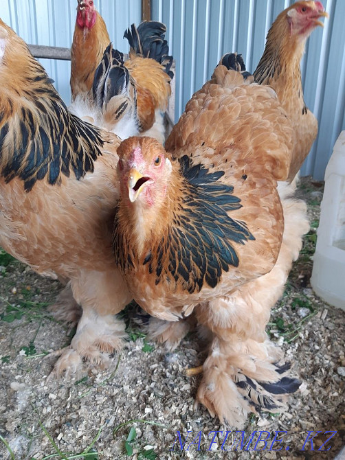 Brama fawn rooster hens  - photo 1