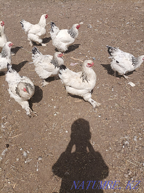 Тауықтар жеңіл брама  - изображение 3