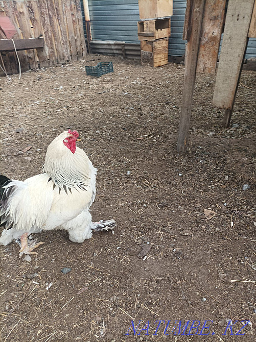 Тауықтар жеңіл брама  - изображение 1