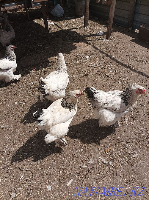 Тауықтар жеңіл брама  - изображение 4