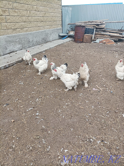 Тауықтар жеңіл брама  - изображение 2