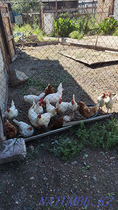 Легорн және сынған қоңыр тауықтар жұмыртқалау  - изображение 1