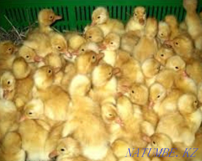 Piglets of different ages laying hens, goslings, ducklings, broler chickens  - photo 3