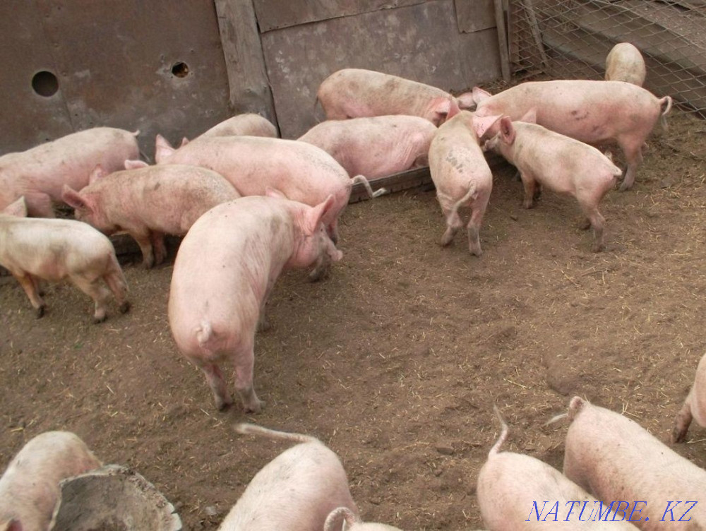 Piglets of different ages laying hens, goslings, ducklings, broler chickens  - photo 2