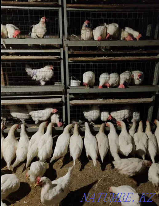 Piglets of different ages laying hens, goslings, ducklings, broler chickens  - photo 4