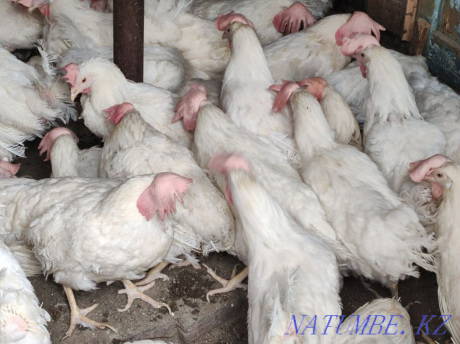 I will sell laying hens plumage100%  - photo 1