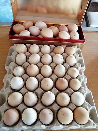 Продаю яйцо инкубационное курей породы светлая барма 