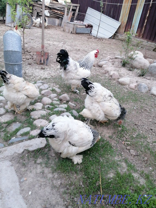 Инкубациялық тауық тұқымы жеңіл барма сатамын  - изображение 3