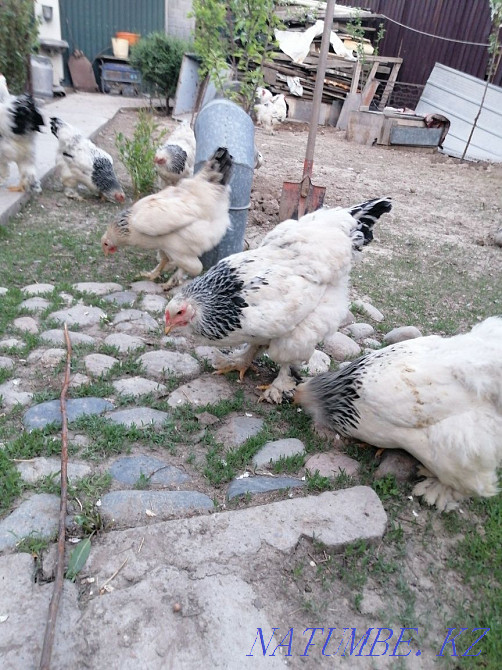 Инкубациялық тауық тұқымы жеңіл барма сатамын  - изображение 2