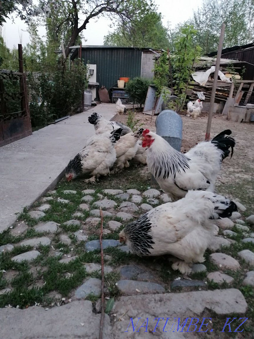 Инкубациялық тауық тұқымы жеңіл барма сатамын  - изображение 4