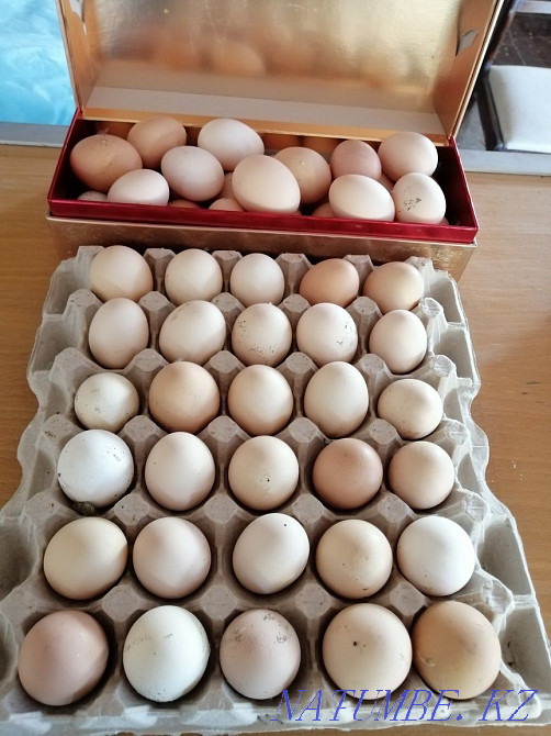 Инкубациялық тауық тұқымы жеңіл барма сатамын  - изображение 1