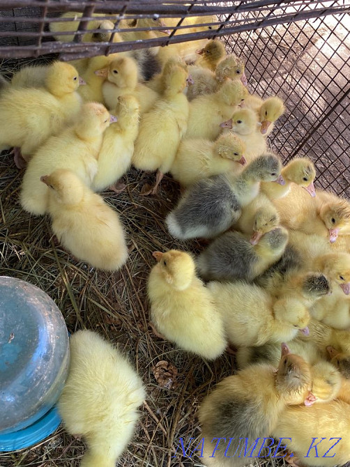 Broiler chickens, ducklings, goslings for sale  - photo 3