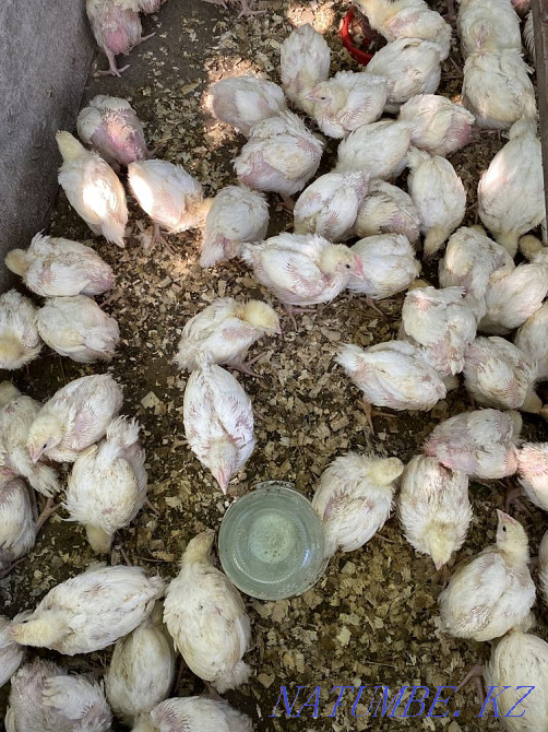 Broiler chickens, ducklings, goslings for sale  - photo 2