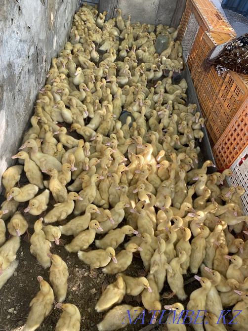 Broiler chickens, ducklings, goslings for sale  - photo 4