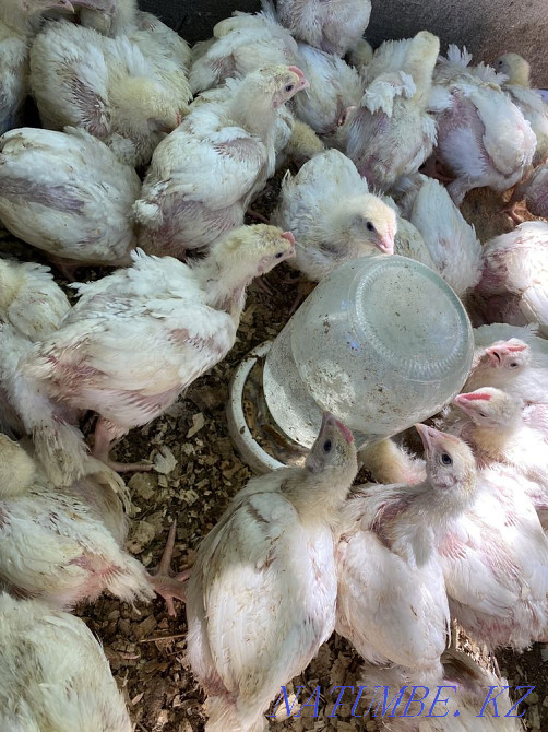 Broiler chickens, ducklings, goslings for sale  - photo 1