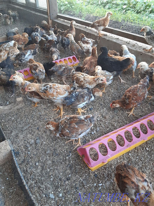 Тауықтар (голланд тауықтары)  - изображение 3