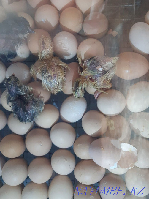 Тауықтар (голланд тауықтары)  - изображение 2