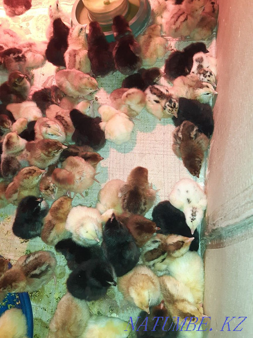 Тауықтар (голланд тауықтары)  - изображение 1