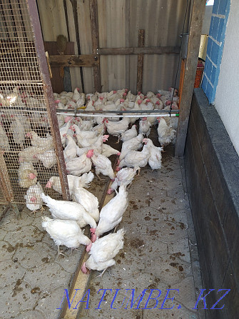 We deliver laying hens  - photo 2