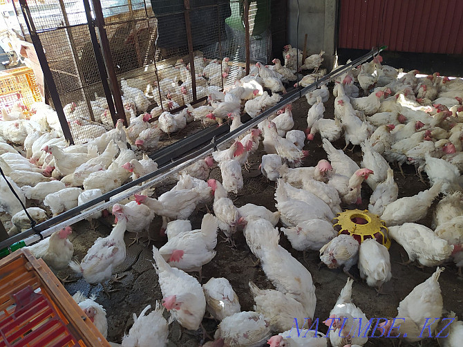 We deliver laying hens  - photo 4