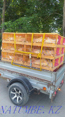 We deliver laying hens  - photo 1