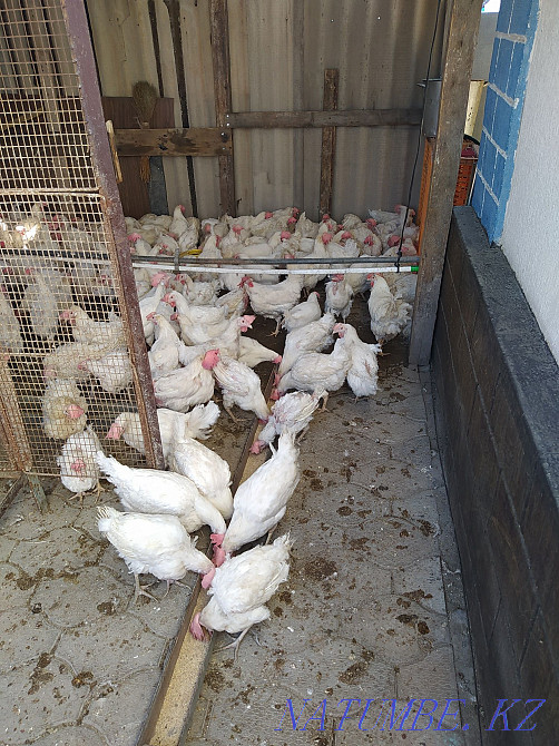 We deliver laying hens  - photo 2
