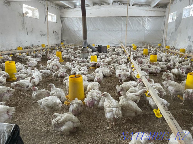 Live broiler chickens  - photo 1