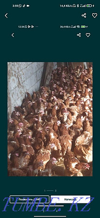 Laying hens Loman Brown  - photo 3