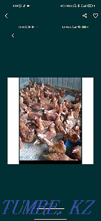 Laying hens Loman Brown  - photo 4