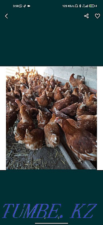 Laying hens Loman Brown  - photo 2
