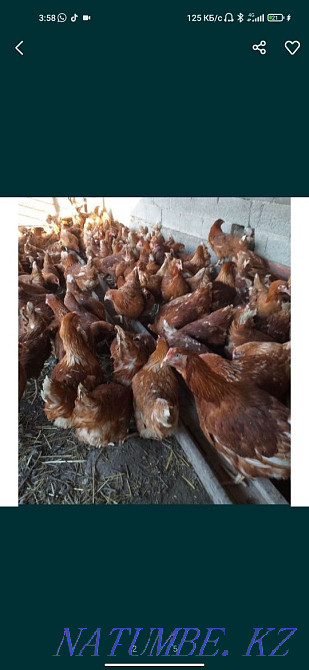 Laying hens Loman Brown  - photo 2