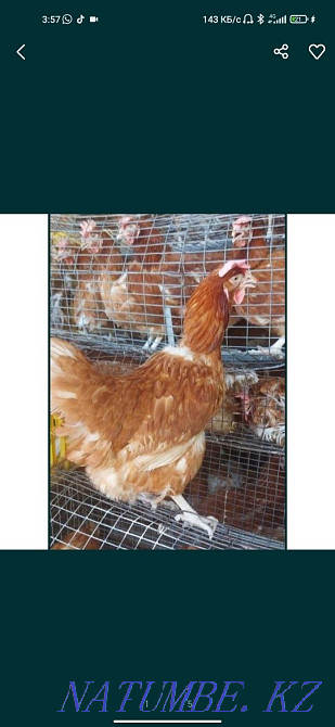Laying hens Loman Brown  - photo 1