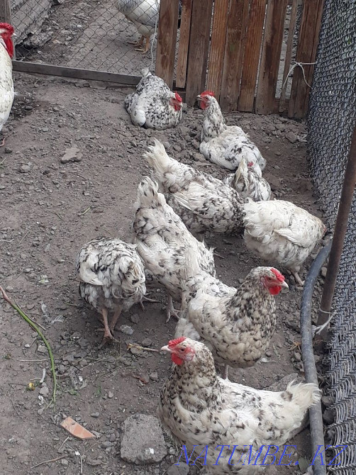 Selling Pushkin chickens  - photo 2