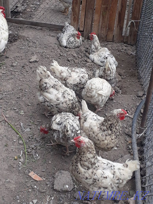 Selling Pushkin chickens  - photo 4