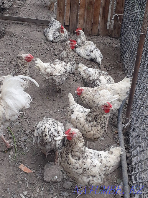 Selling Pushkin chickens  - photo 1