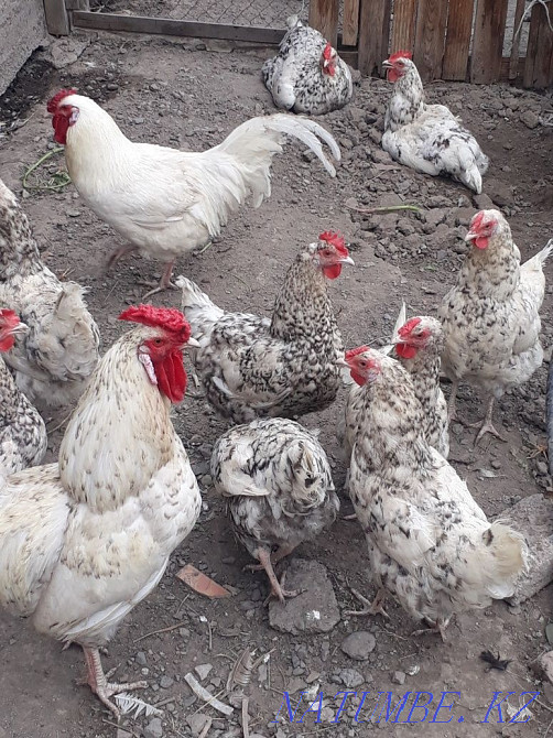 Selling Pushkin chickens  - photo 3