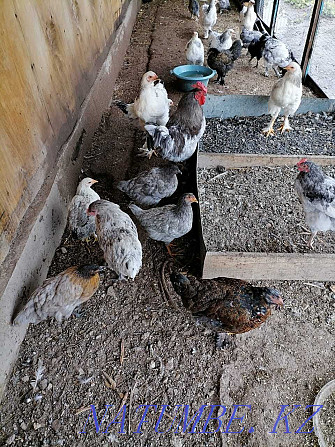Hens, young hens, cockerels  - photo 3