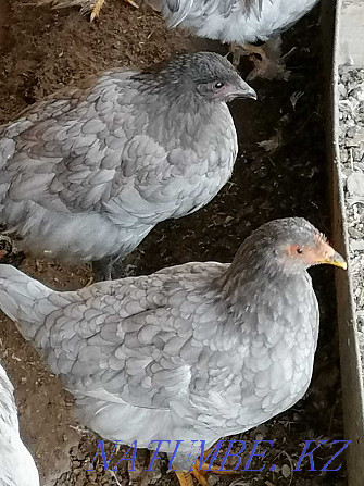 Hens, young hens, cockerels  - photo 4